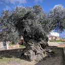 1st Silikou Ancient Olive Trees Festival