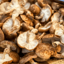 The 8th Pancyprian Mushroom Festival Returns to Spilia