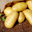 Xylofagou International Potato Festival Returns