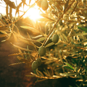 Tseri Readies for the 55th Tsakkisti Olive Festival